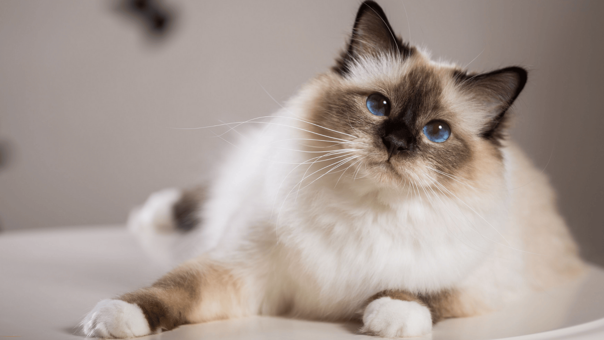 Birman