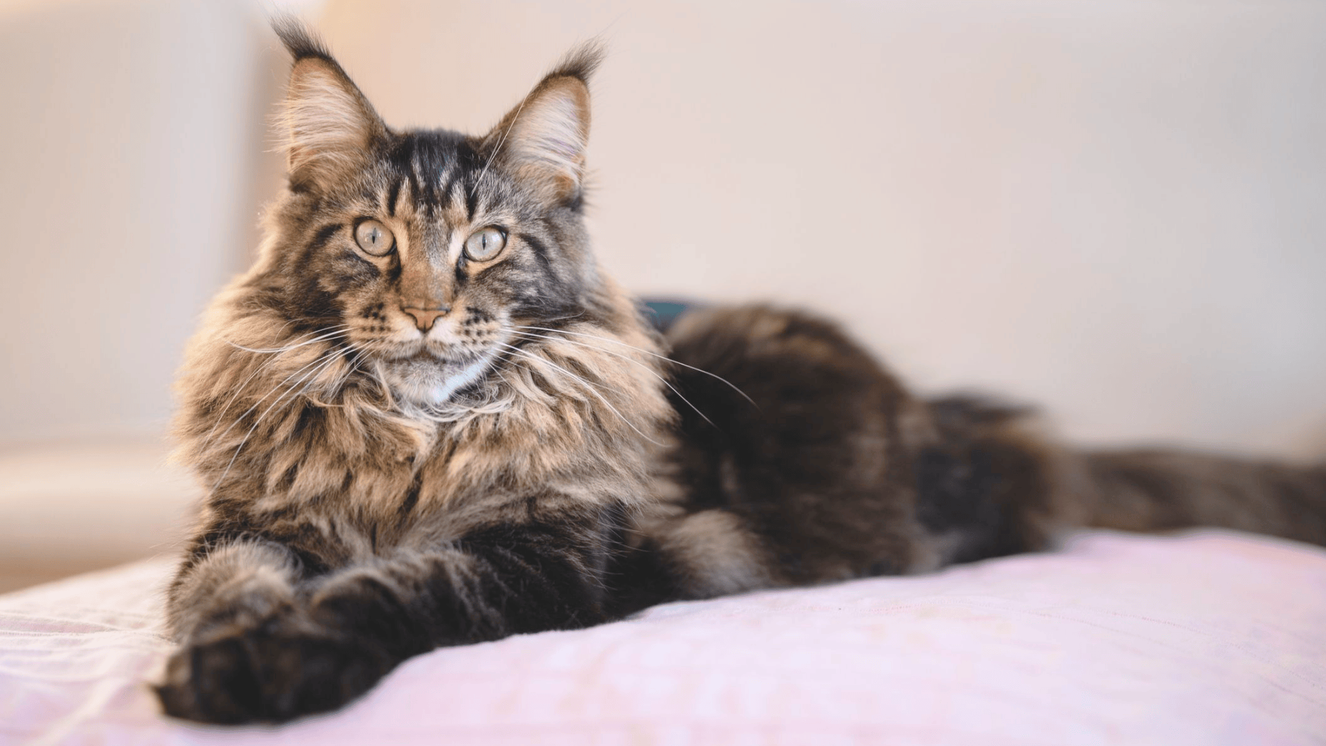 Maine_Coon