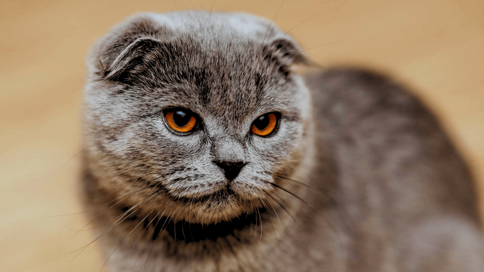 Scottish_Fold