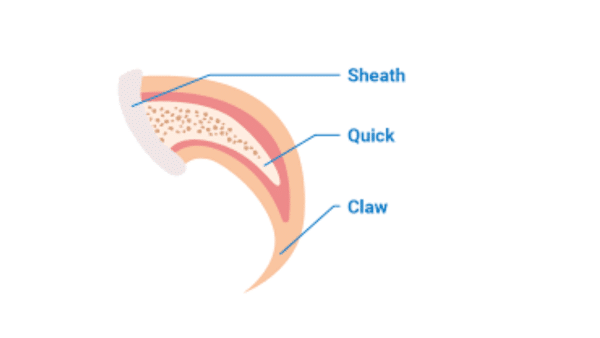 Anatomy of a Cat's Claw