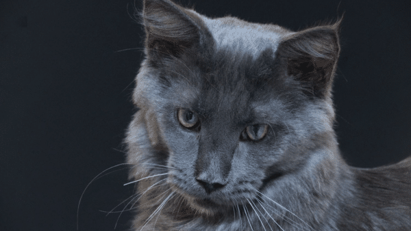 Characteristics of Blue Smoke Maine Coons