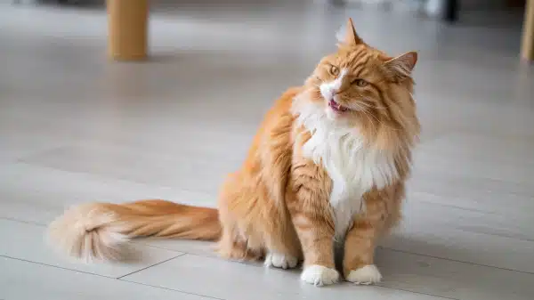 Grooming Habits of Cats