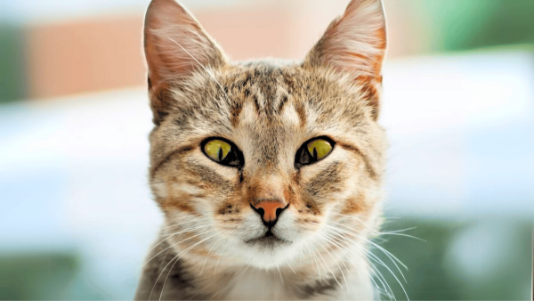Symptoms of Haw's Syndrome in Cats