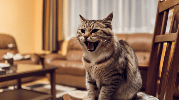 Understanding Excessive Meowing