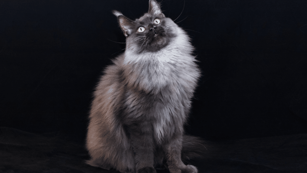 blue smoke maine coon