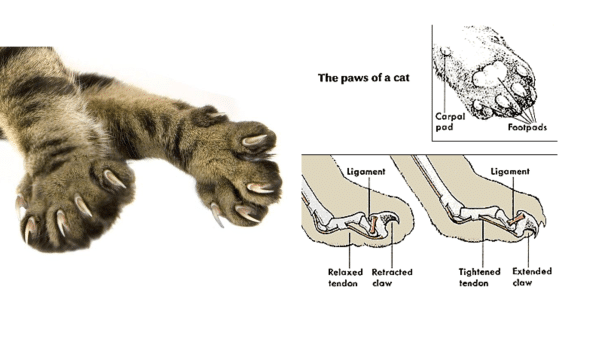 how-do-claws-retract-and-extend