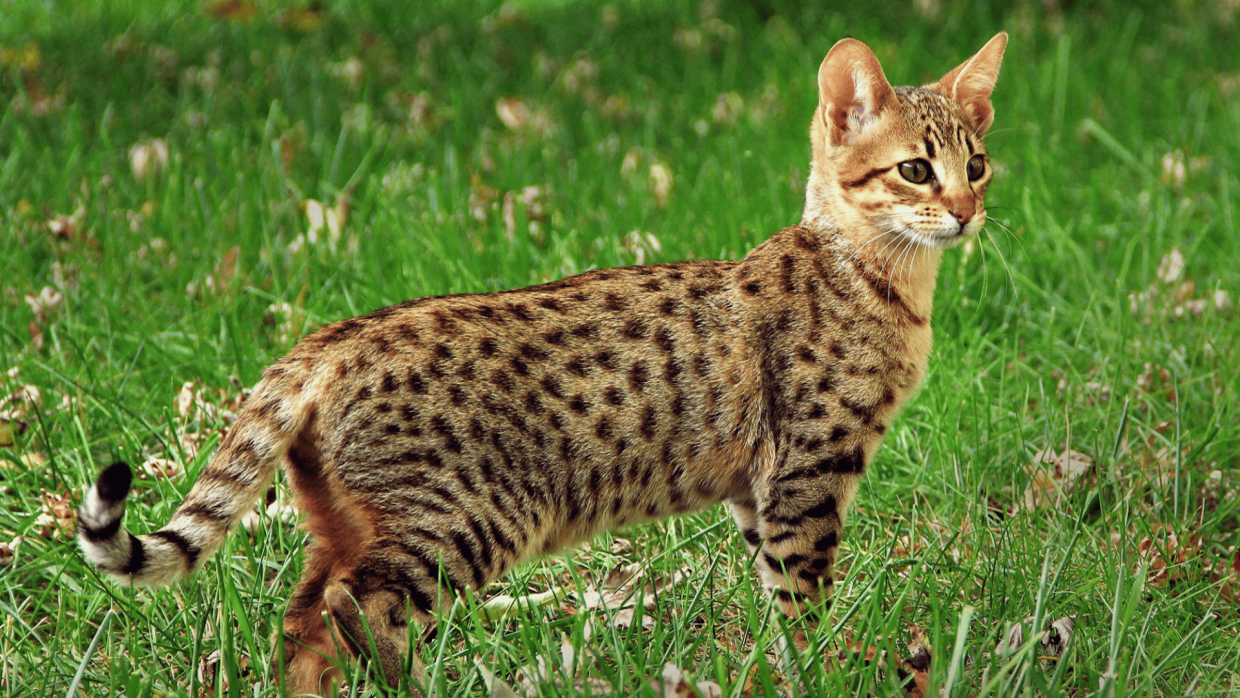 An Overview of the F4 Savannah Cat